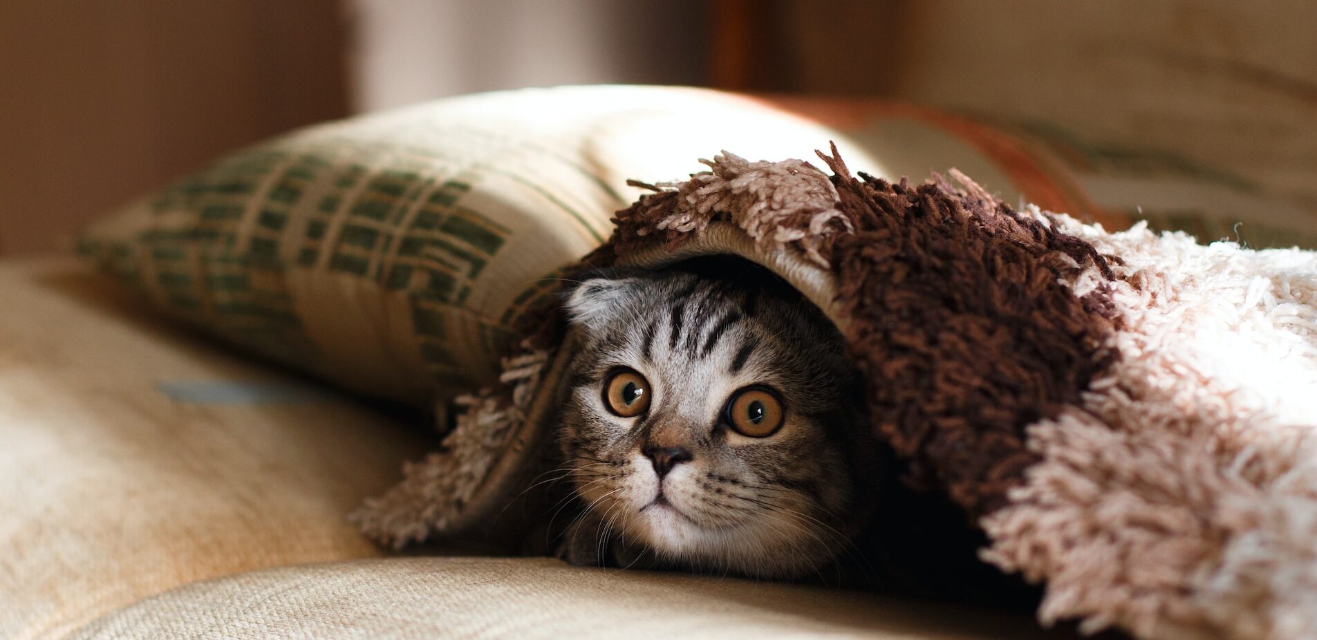 qué hacer con tus mascotas en caso de sismo