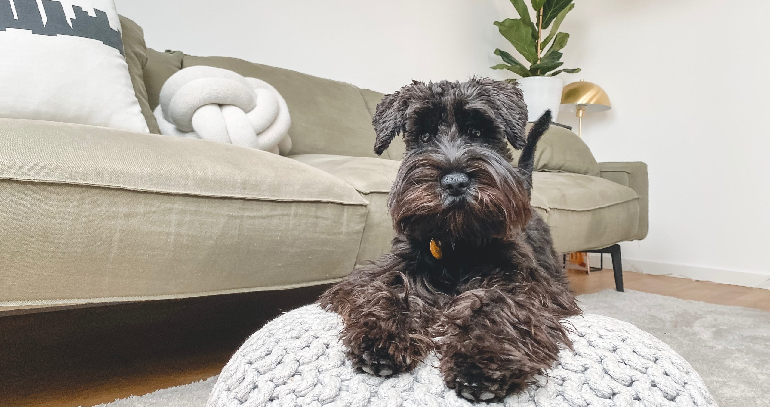 furbo cámara para perros depa de soltera