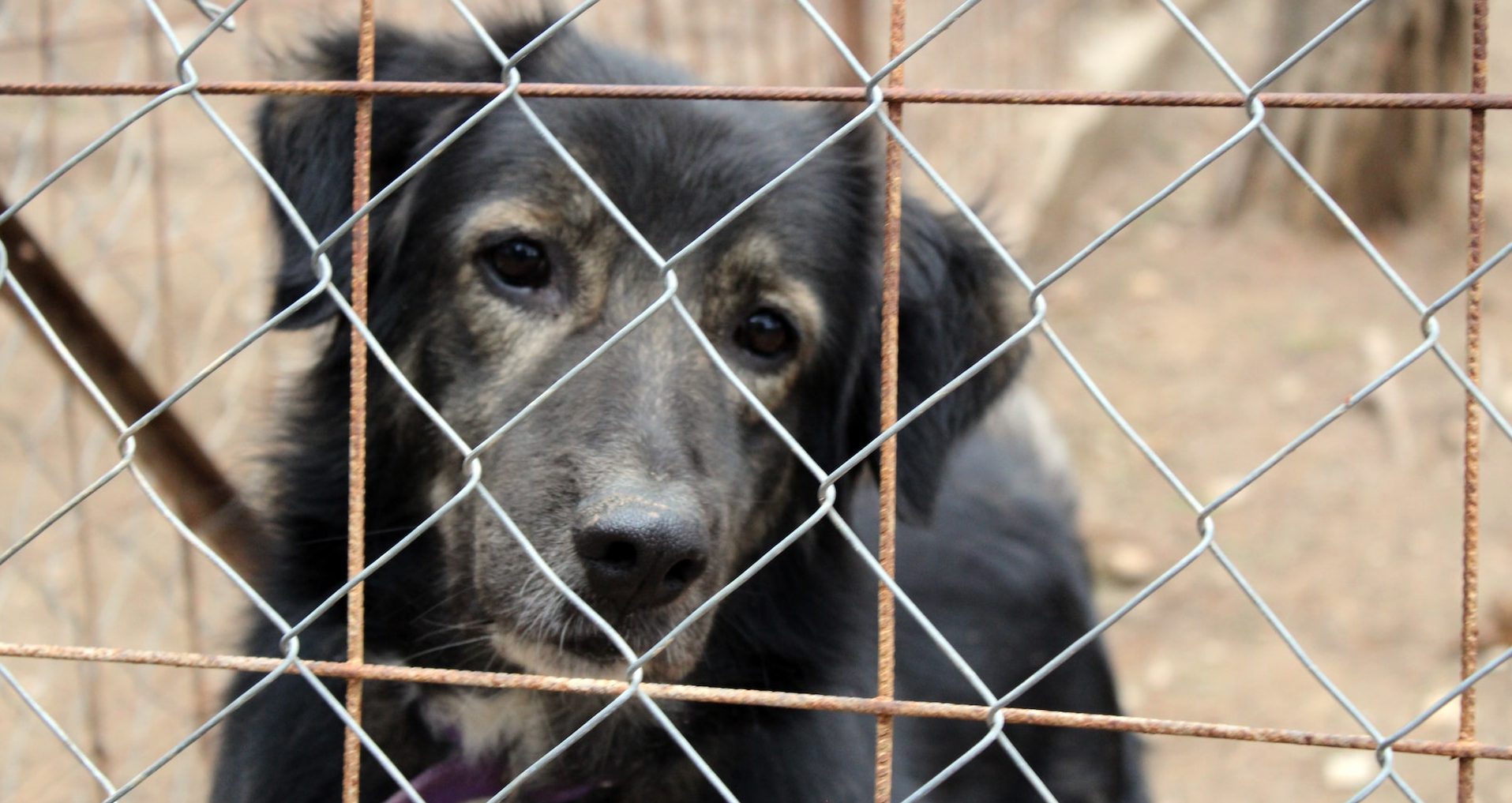 cómo donar a un refugio de perros