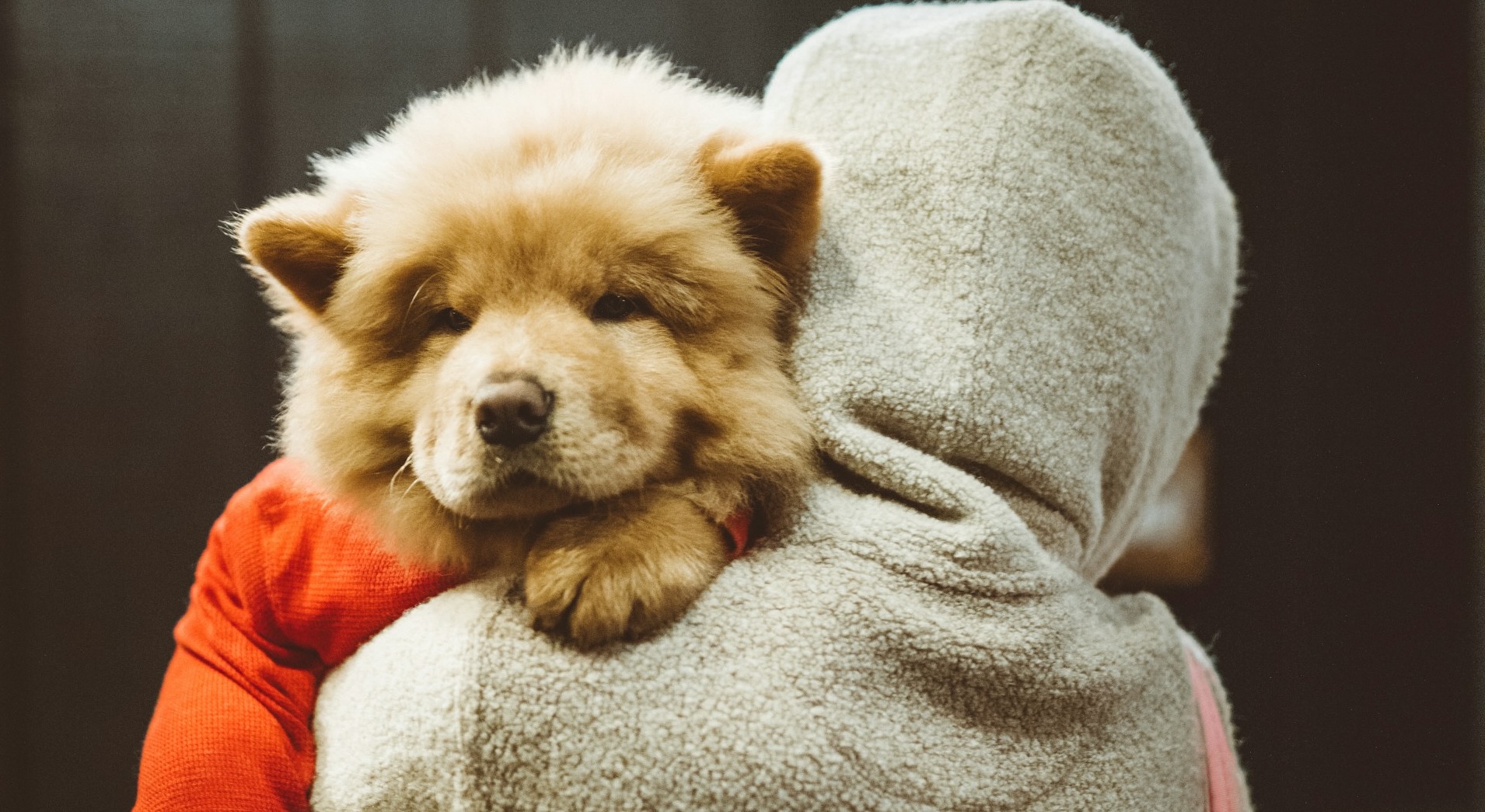 comunicadora animal, qué hace